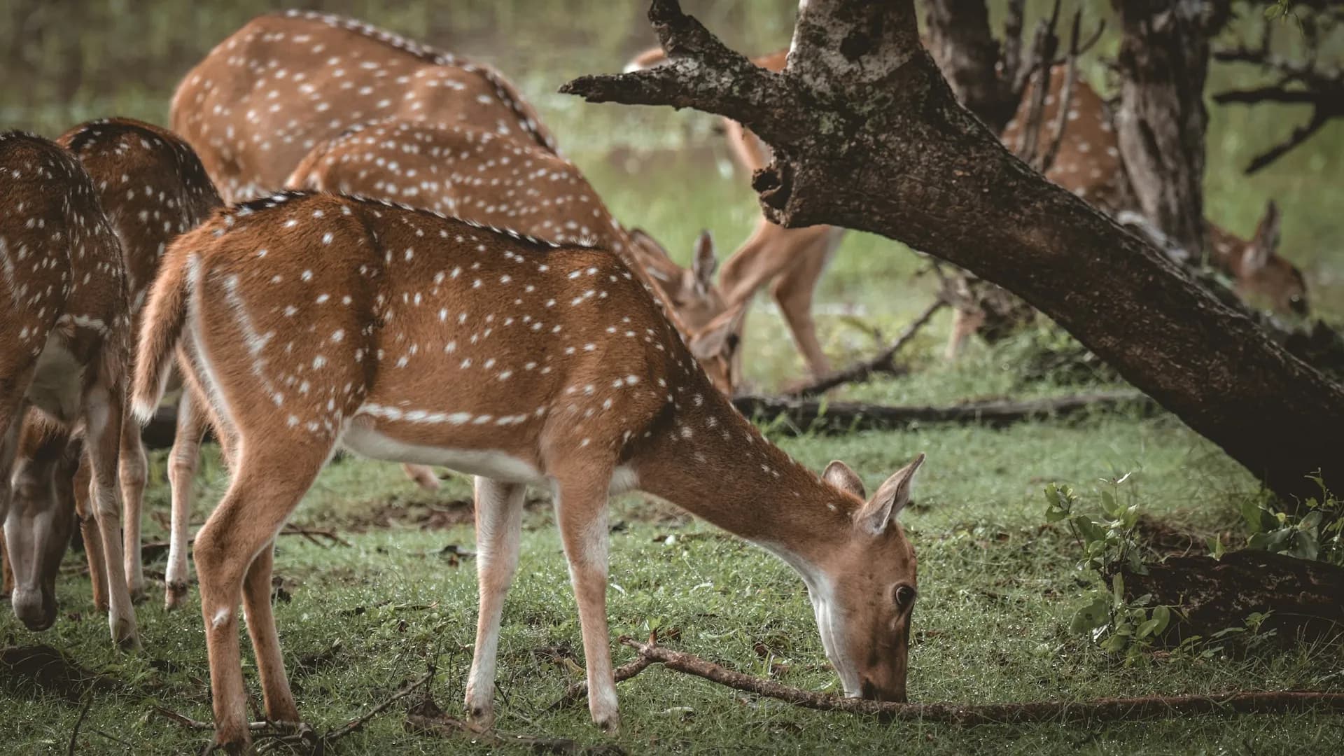 Wildlife moment in Sri Lanka safari country