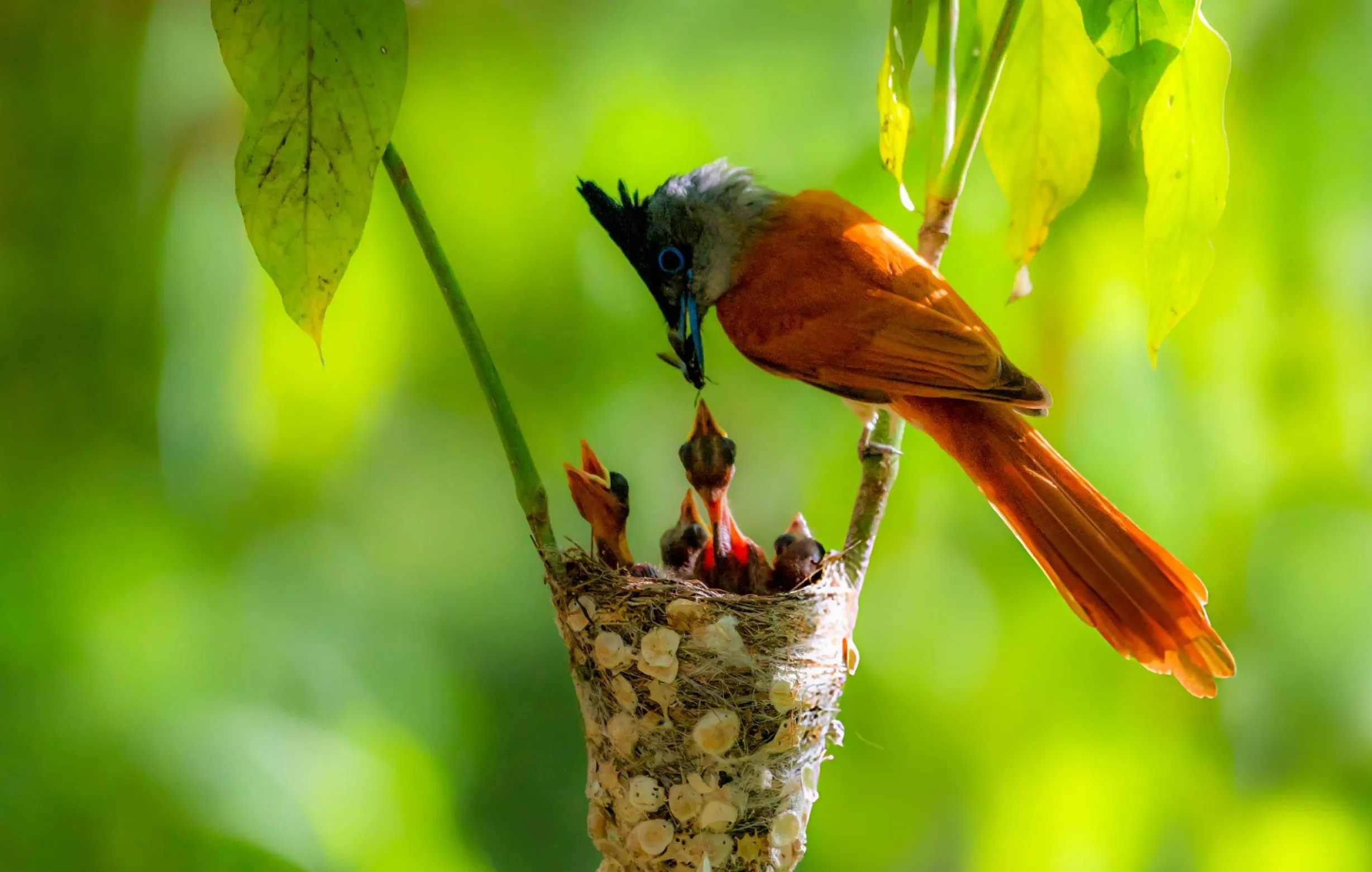 Birdwatching