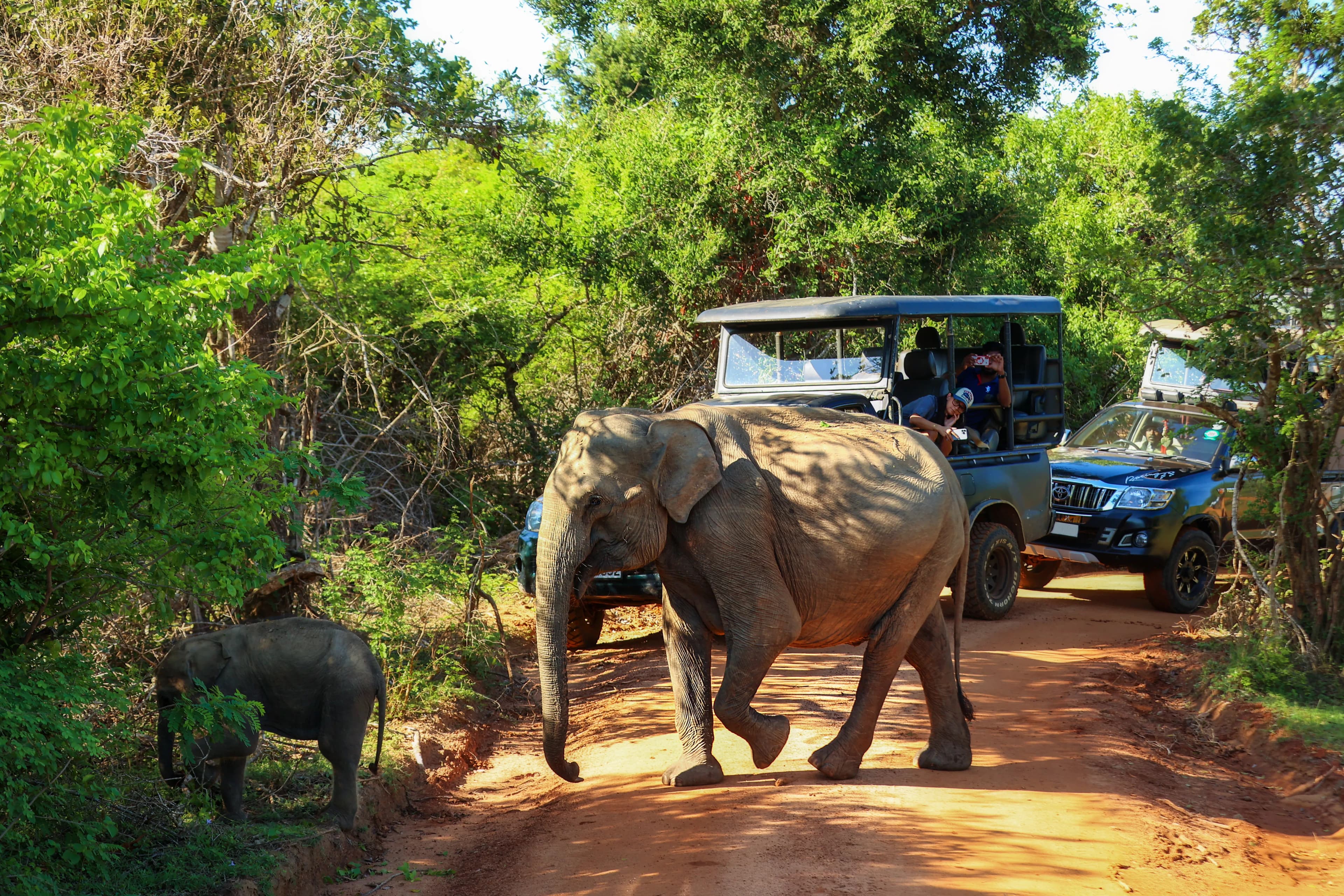 Wildlife Safaris