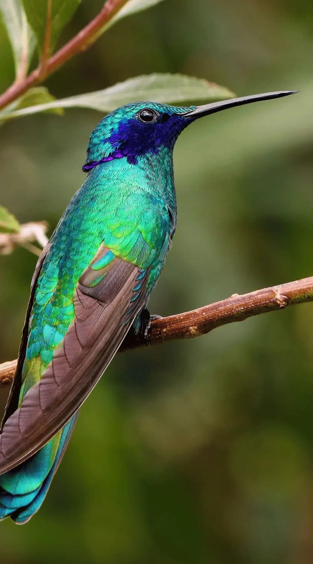Vogelbeobachtung