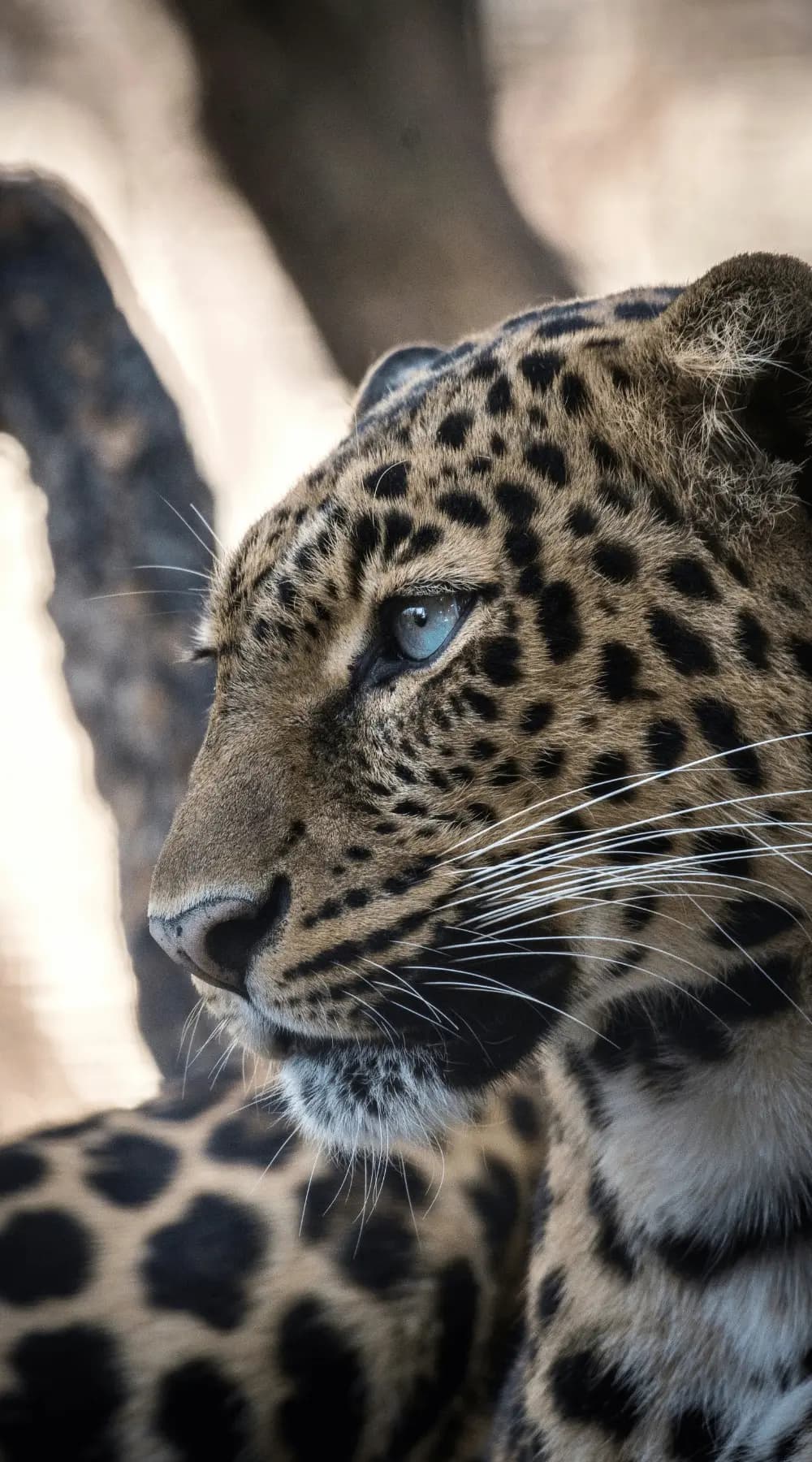 Wildlife-Safari