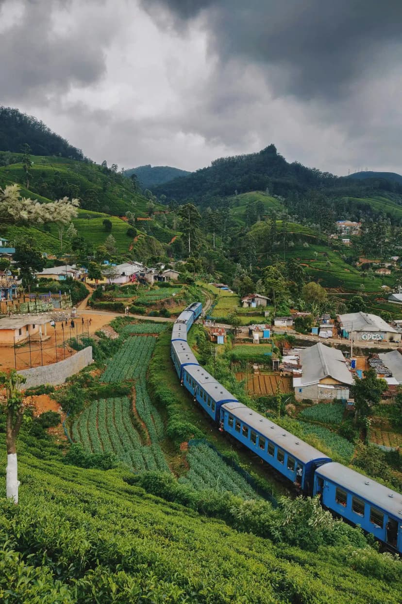 Teeplantagen erkunden