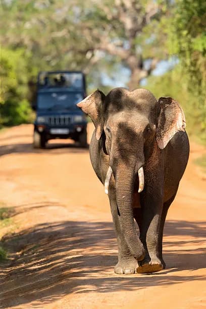 Safari jeep in Yala National Park